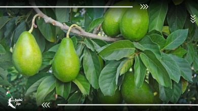استثمارات العار.. شركة صهيونية  تستثمر في زراعة الأفوكادو بالمغرب